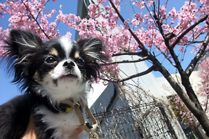 マルロと桜