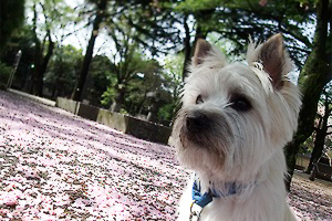 健太くんと桜