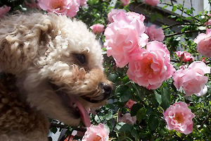 バラの花とプー助くん