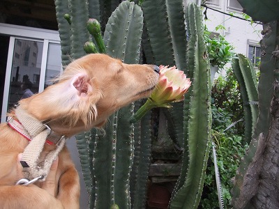 サボテンの花☆