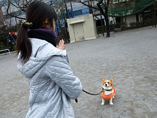 公園でしつけトレーニング