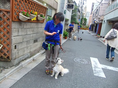 お散歩中もトレーニング☆