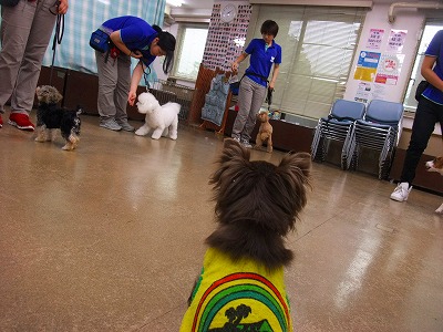  ＤＯＧＬＹ勉強会Ⅱ☆