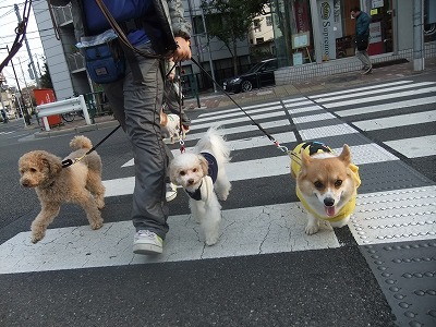 仲良くお散歩♪