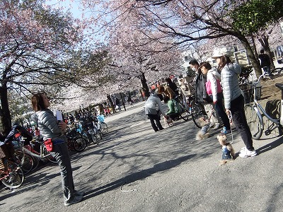 桜の下☆わんわんクラス