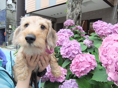 梅雨の季節になりました