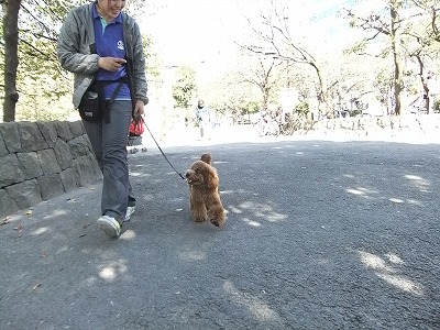 お散歩マナー 