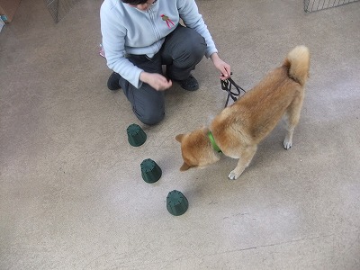 犬の鼻はすごいんです