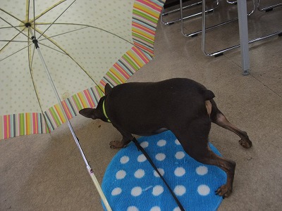 雨の多い時期には