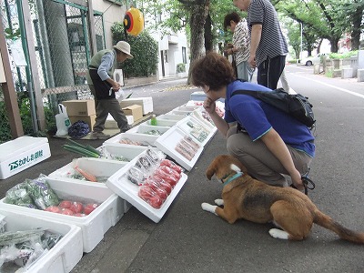 ふせ待て