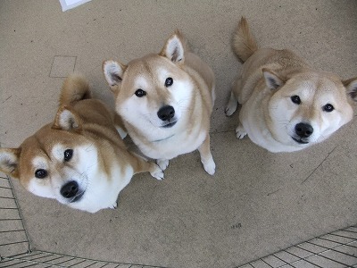 柴犬s