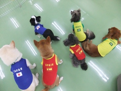 2014 DOGLYカップ開幕！？