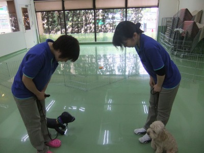 飼い主さんが止まっても大丈夫