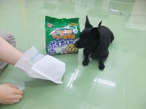 愛犬のフンの始末忘れずに