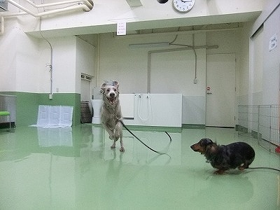 イマドキの犬は室内かけまわる～♪