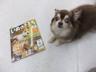 いぬのきもち9月号