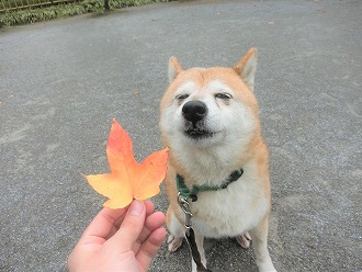 秋ですね～🍁