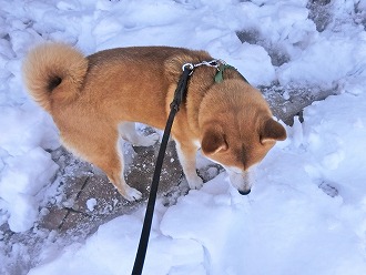 雪が降りました！