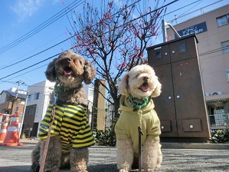 綺麗な花を発見！！