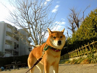 寒いけど冬の散歩は最高だね❤