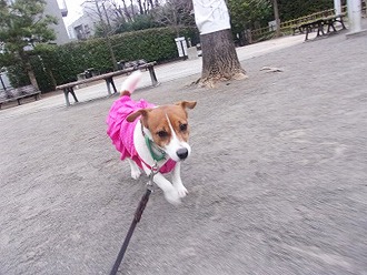 犬は喜び♪庭駆け回り♪