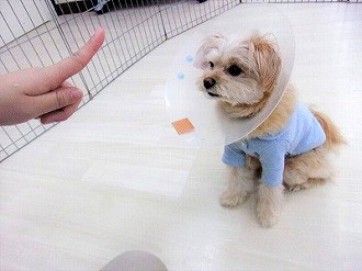 🐶待ってます🐶