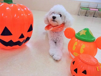 🍭🎃カボチャで飾り付け🎃🍭