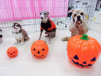 🎃お菓子をくれないとぉ～…🎃