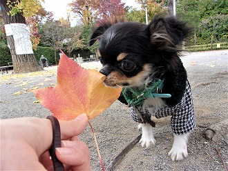 くんくんくん🍁🎵