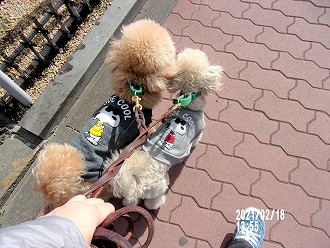 やっぱり仲よし🐕💖