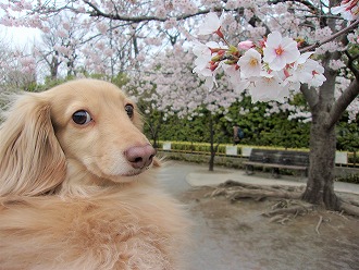 🌸お花見シーズン到来🌸