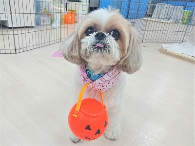 オヤツ集めてます🎃