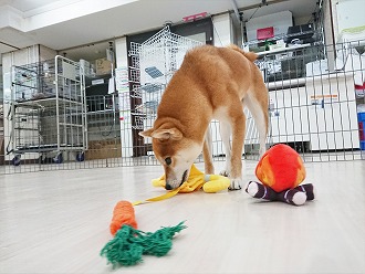 厳選なるおもちゃ選び🥕