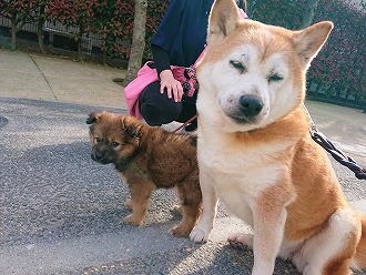 とある昼下がり🐕