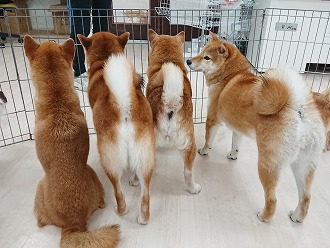 柴犬ファミリー👨‍👨‍👧‍👦