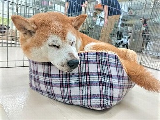 お気に入りのベット😴