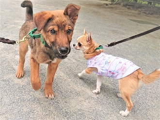 一緒にお散歩🤝🏻