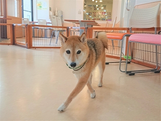 スタイル抜群犬✨