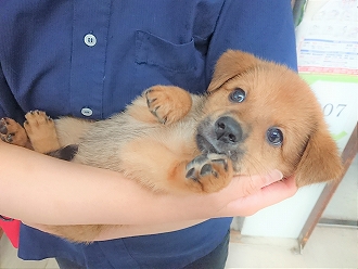 保護犬