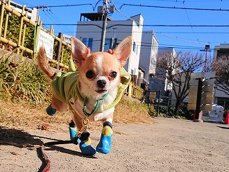 お散歩日和🌞