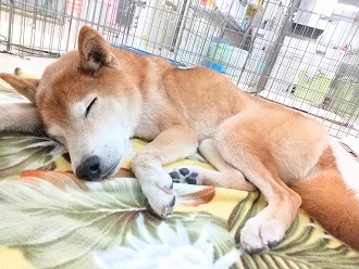 ぐっすりおやすみ💤