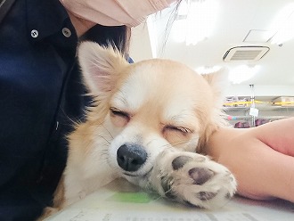 スヤスヤ…💤