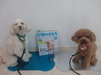 いぬのきもち7月号　自然の中で愛犬と楽しく遊ぼう！ドッグランで安全に遊ぶには？