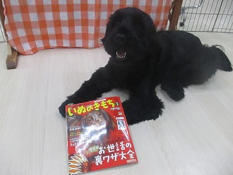 いぬのきもち1月号　「子犬の興奮を止める秘伝しつけ５」