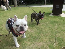 緑が多い公園でお散歩