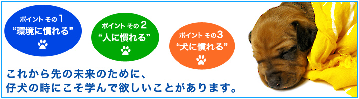 仔犬のイベント：パピーパーティーで学んで欲しいこと