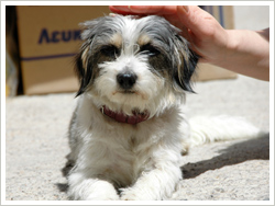 子犬のはじめてのトイレ